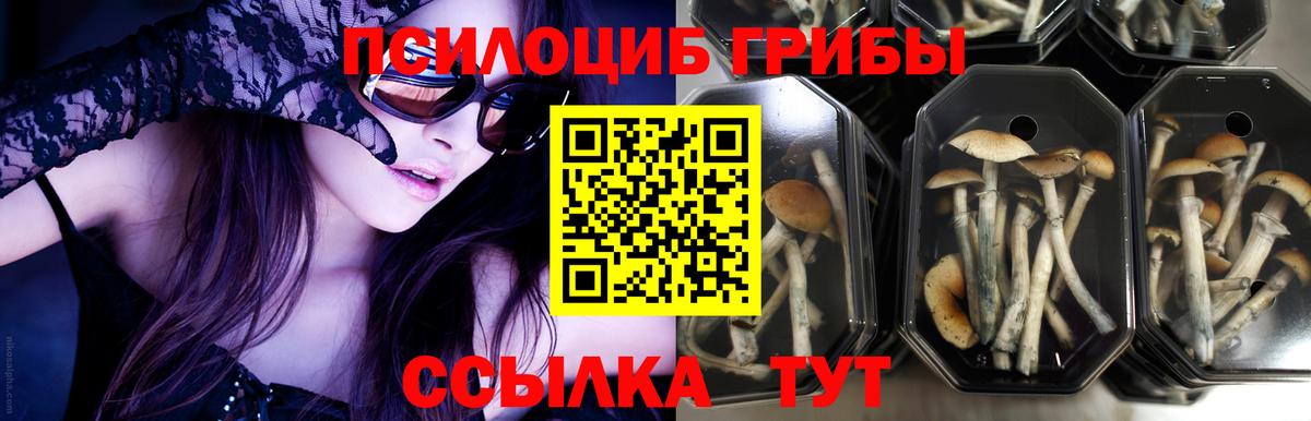 Галлюциногенные грибы Psilocybe  дарнет шоп  Магадан  Вход с VPN 