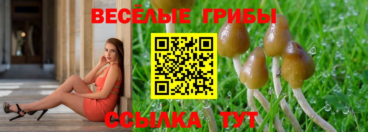 Псилоцибиновые грибы Psilocybine cubensis Магадан
